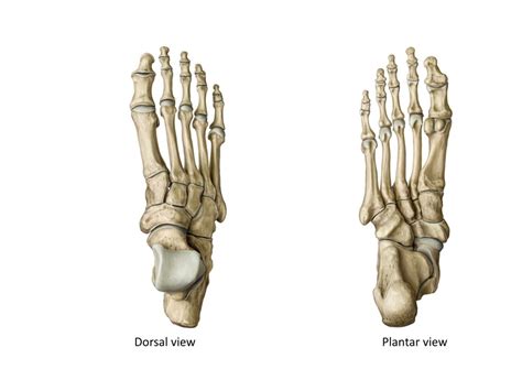 Osteology Of The Foot Dorsal And Plantar Diagram Quizlet