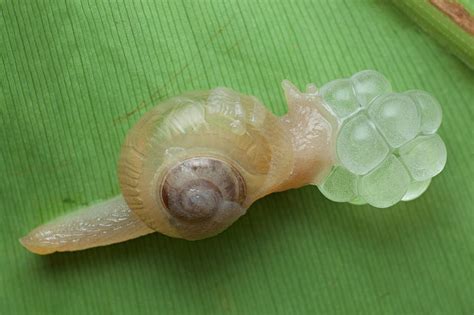 Snail Laying Eggs Photograph By Melvyn Yeoscience Photo Library Fine
