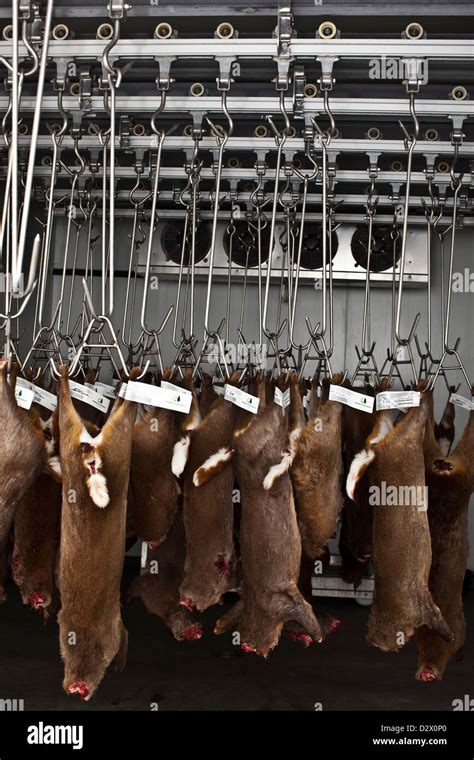Dead Deers Hang From Hooks In Abattoir Thetford Uk Stock Photo Alamy