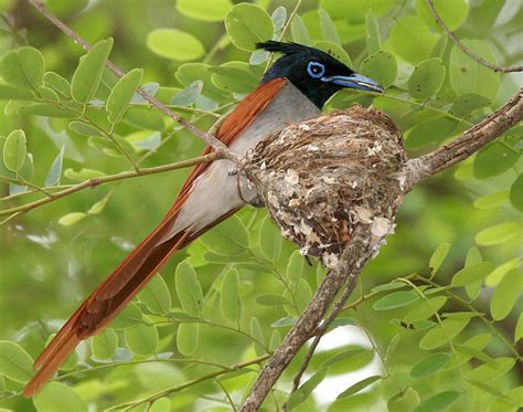 file asian paradise flycatcher terpsiphone paradisi male with a feed at nest w img 9304
