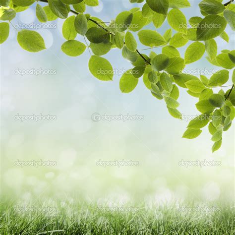 Natural Green Background Stock Photo By ©krivosheevv 12364876