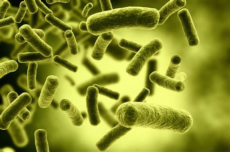Bacillus Cereus Enfermedades De Transmisión Alimentaria