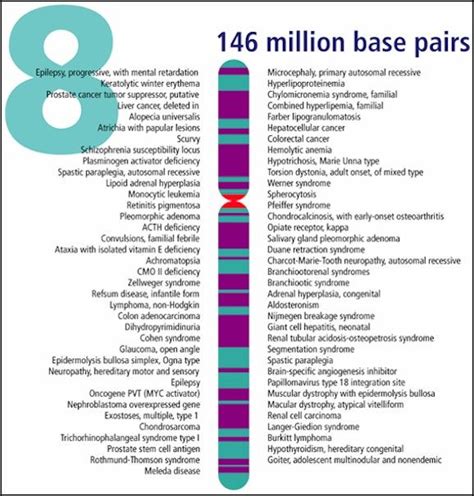 Chromosome 8 Human Genome Dna Research Genome