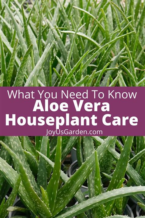 Aloe Vera Plant Care An Easy Care Succulent Houseplant Aloe Vera Plant Aloe Vera Care Aloe Vera