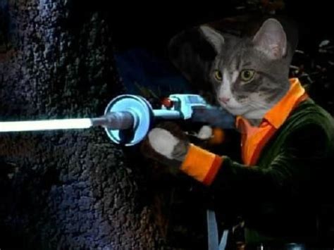 Laser Cat Cat Laser Cats Space Cat