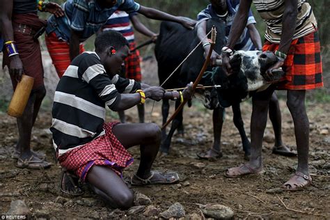 Kenyan Tribes Rite Of Passage Where Young Men Spear A Bull And Drink