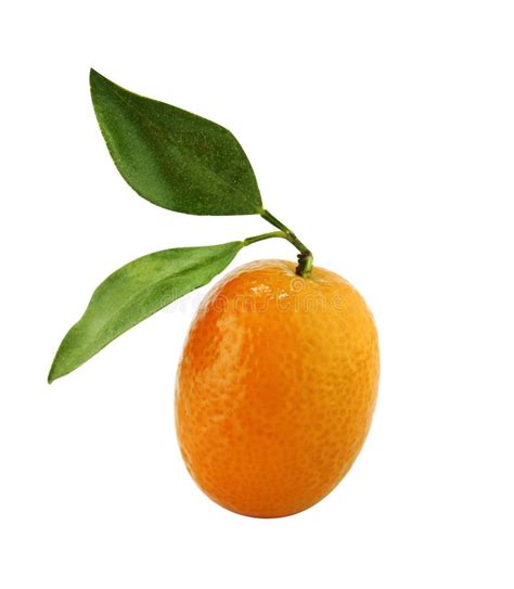 Small Orange Fruit Stock Image Image Of Refreshment 32059429