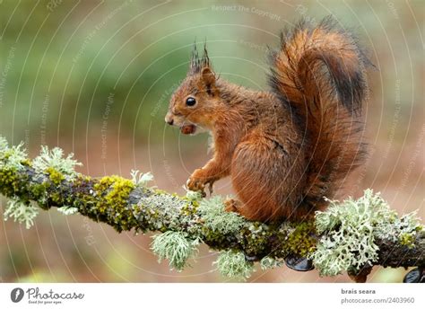 Red Squirrel A Royalty Free Stock Photo From Photocase