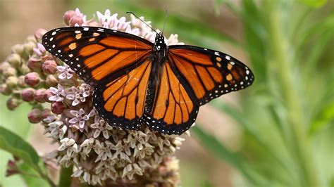Monarch Butterflies Teetering ‘on The Edge Of Collapse Added To