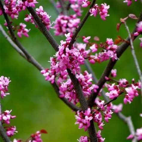 Forest Pansy Redbud Tree In 2021 Redbud Tree Spring Flowering Trees