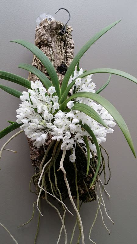 Podangis Dactlyoceras Orchid Dynasty