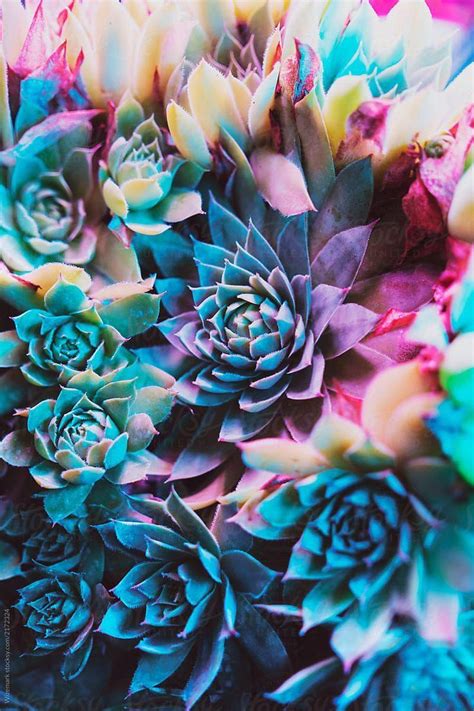 Vibrant Colorful Succulent Plants By Wizemark Stocksy United Stock
