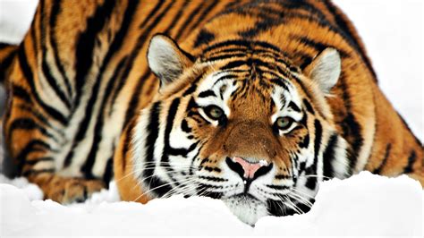 Tiger Hd 1080p Wallpapers Hd Wallpapers Id 8701