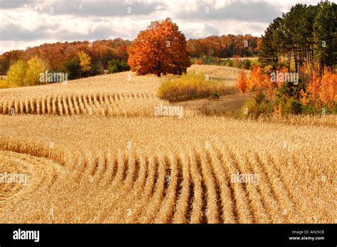 Corn Field Harvest Stock Photo: 1123786 - Alamy