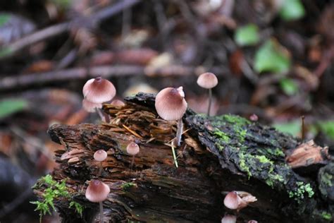 Tiny Mushrooms Smithsonian Photo Contest Smithsonian Magazine