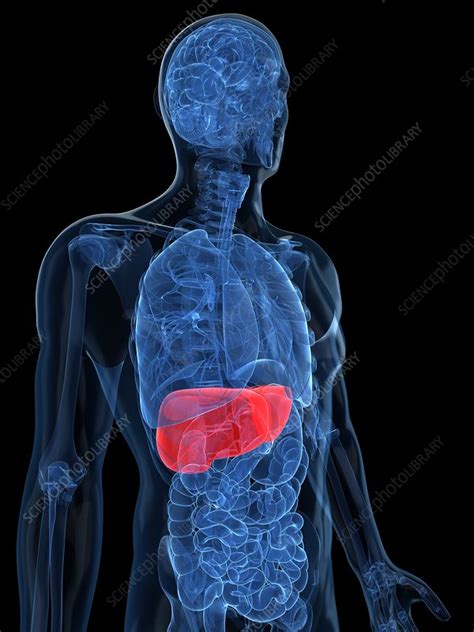 Healthy Liver Artwork Stock Image F0048169 Science Photo Library
