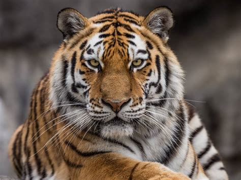 Le Tigre De Sibérie Morphologie Habitat Alimentation