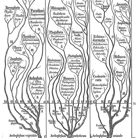 Ernst Haeckel General Morpohology Of Organisms 1866 Public Domain