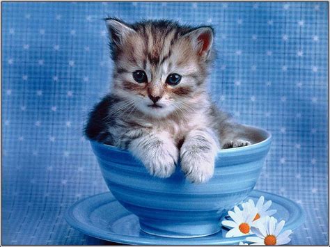 Cute Laptop Screensavers Free Impossibly Cute Kitten