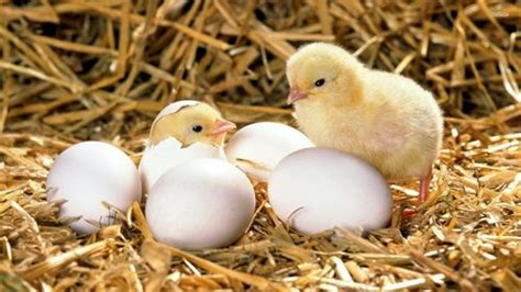 broiler and layer hatching egg egg origin chicken at best price in kolkata das brothers