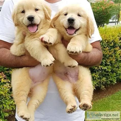 Excellent Male And Female Golden Retriever Puppies For Xmas United