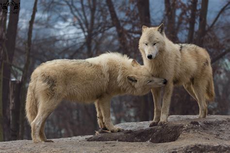 Arctic Wolf Canis Lupus Arctos By Hunkumbrella2 On Deviantart