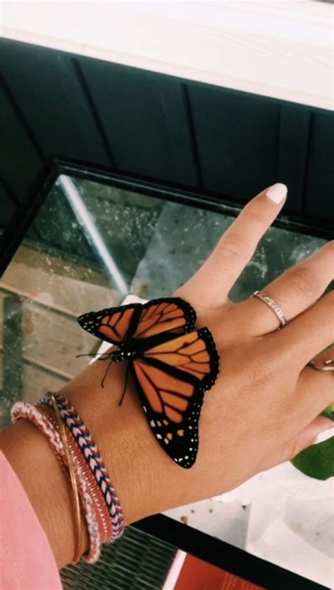 Pinterest Carolinefaith417★ Butterfly Aesthetic Beautiful Creatures