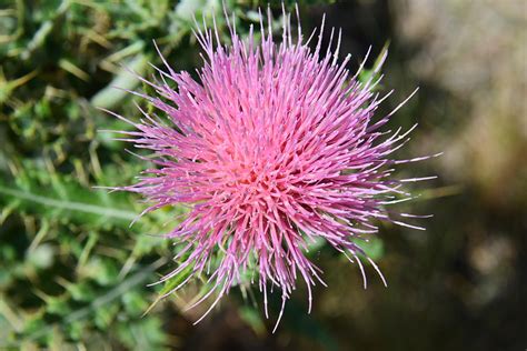 Desert Pink Red Spiky Flower Photograph By Brigitta Diaz