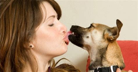 Can You Get Sick From Kissing Your Dog Doglopedix