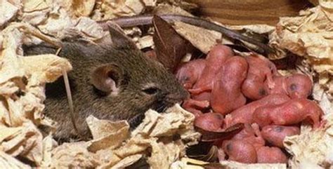 A Mouse In Your House Heres What You Can Do