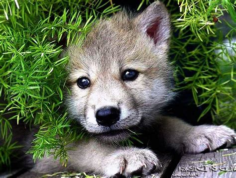 Baby Wolf Wallpapers Top Free Baby Wolf Backgrounds Wallpaperaccess