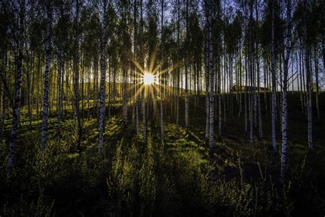 4k Forests Trees Birch Rays Of Light Hd Wallpaper Rare Gallery