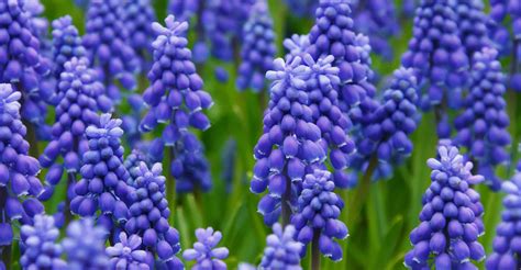 Hyacinth Care Guide How To Grow Hyacinth Diy Garden