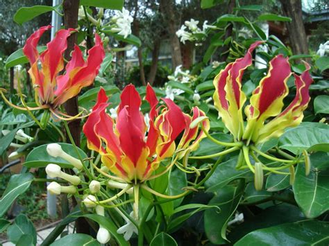 Gloriosa Superba Flame Lily World Of Flowering Plants