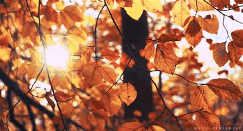 My Favorite Season Autumn Inspiration Falling  Fall Pictures