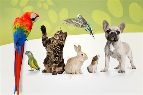 Check spelling or type a new query. Petland Kennesaw, Georgia - Buy Premium Pets, Puppies & Supplies