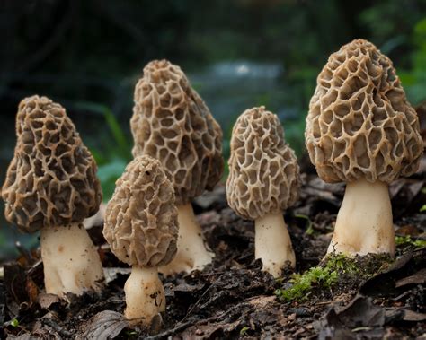 Types Of Morel Mushrooms