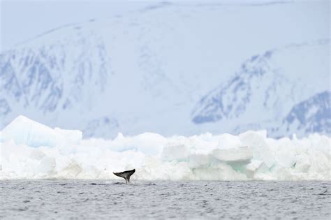 Narwhals Are Helping Nasa Understand Melting Ice In Greenland Sea