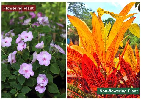 Different Types Of Plants Gardenerdy