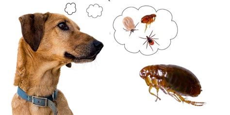 How To Spot Fleas On Dogs Signs Solutions And Prevention