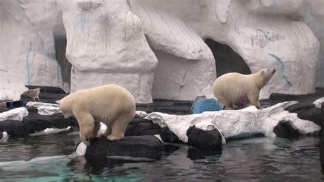 Seaworld San Diego Polar Bears Sjenja Dies Unexpectedly Youtube