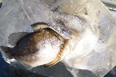Temukan pembahasan yang paling cocok menerangkan tentang mimpi nembak ikan berikut ini. Penemuan Langka, Ikan Ini Membeku Tepat saat Mencoba ...