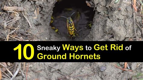 10 Sneaky Ways To Get Rid Of Ground Hornets