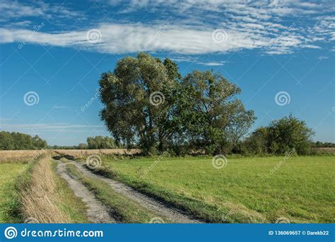 Big Trees Growing By The Country Road Stock Image Image Of Landscape