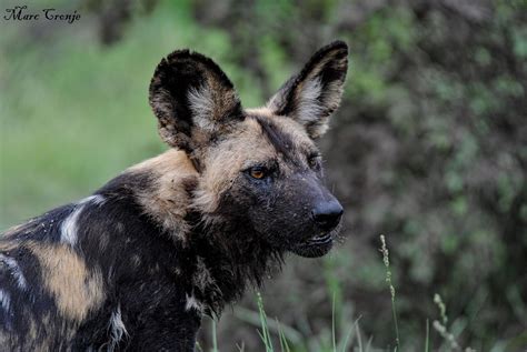 African Painted Dog Life Cycle — Destination Wildlife™