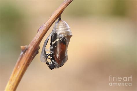 Swallowtail Butterfly Emerging From Cocoon Photograph By Alon Meir