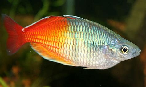 Boesemans Rainbowfish Tropical Fish Keeping