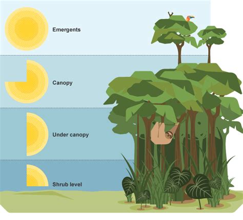 Image Result For Rainforest Layers Diagram Curious Our Planet