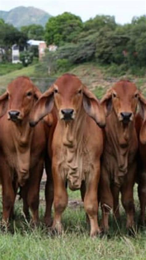 Brahman Rojo Tipos De Ganado Vacas Y Terneros Terneros