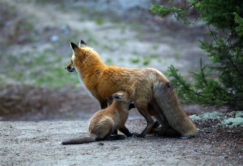 baby animals fox animals Wallpapers HD / Desktop and Mobile Backgrounds